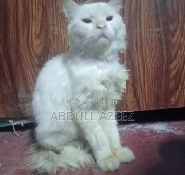 Persian Cat