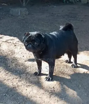 Pug Female Dog