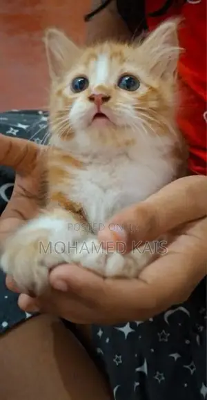 Persian Kittens