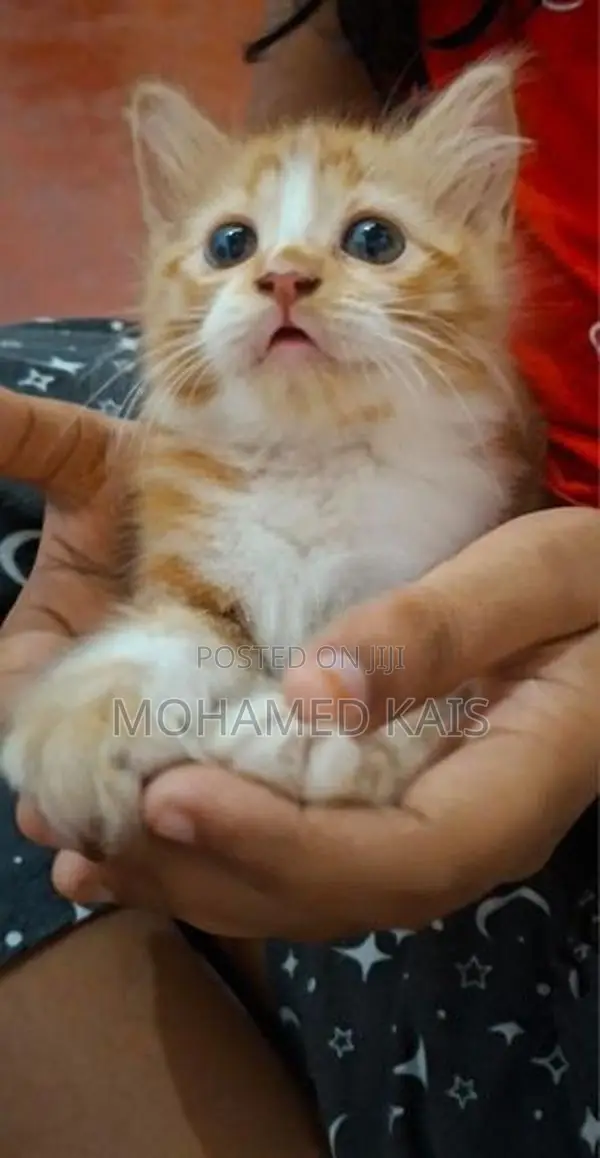 Persian Kittens