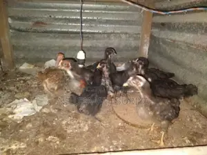 ගම් කුකුළන්