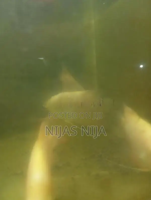 Gura Fish