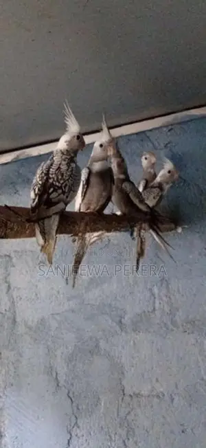 Cockatiel Bird
