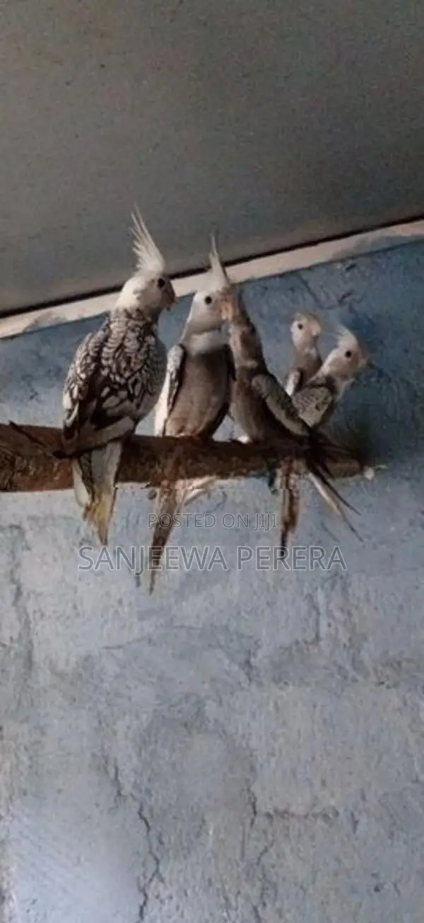 Cockatiel Bird