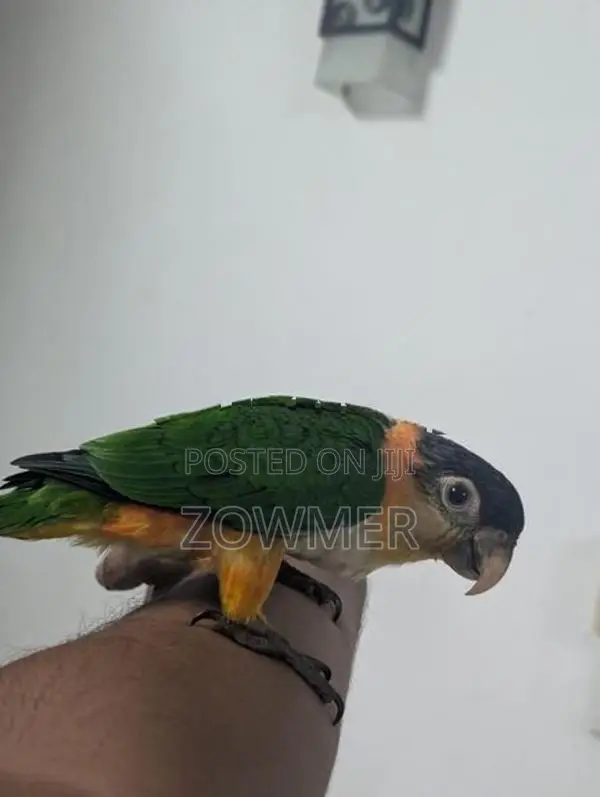 Black-Capped Caique Bird