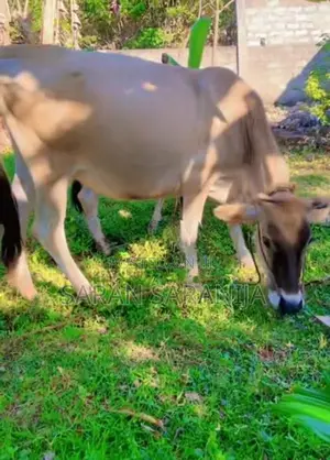 Jersey Cow