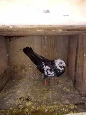 Pigeons