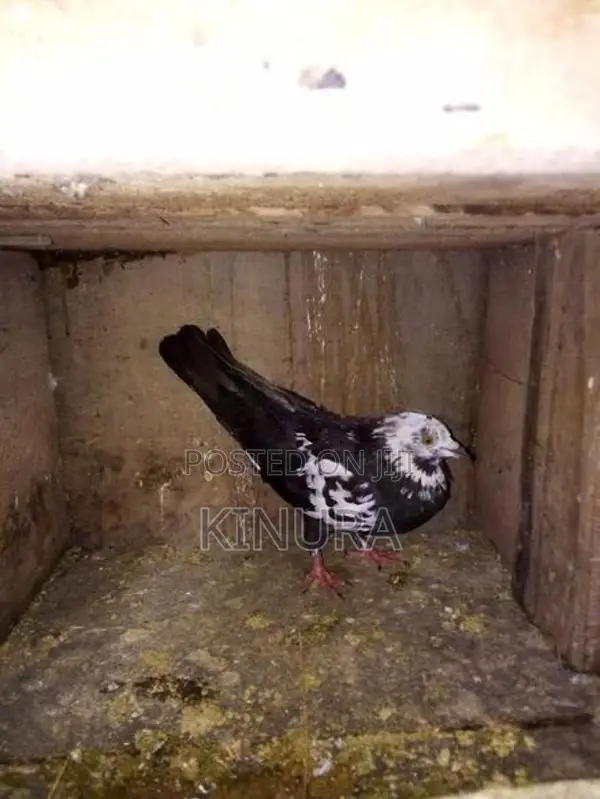 Pigeons