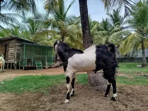Jamnapari Goat