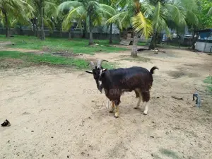 Alpine Male Goat