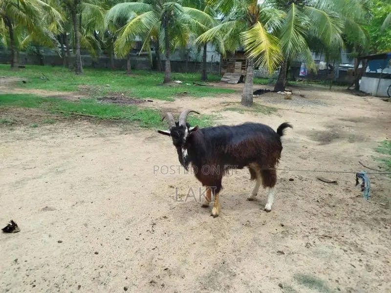Alpine Male Goat