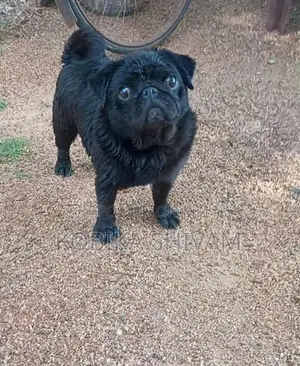 Pug Female Dog