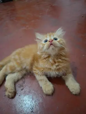 Persian Kittens