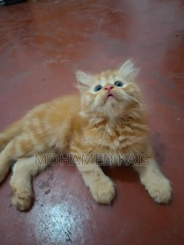 Persian Kittens