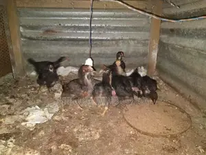 ගම් කුකුළන්