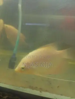 Gura Fish