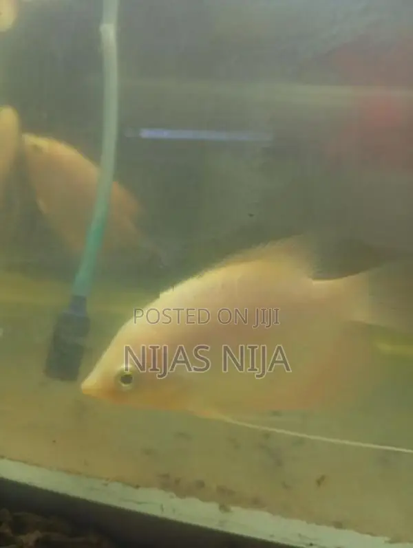 Gura Fish