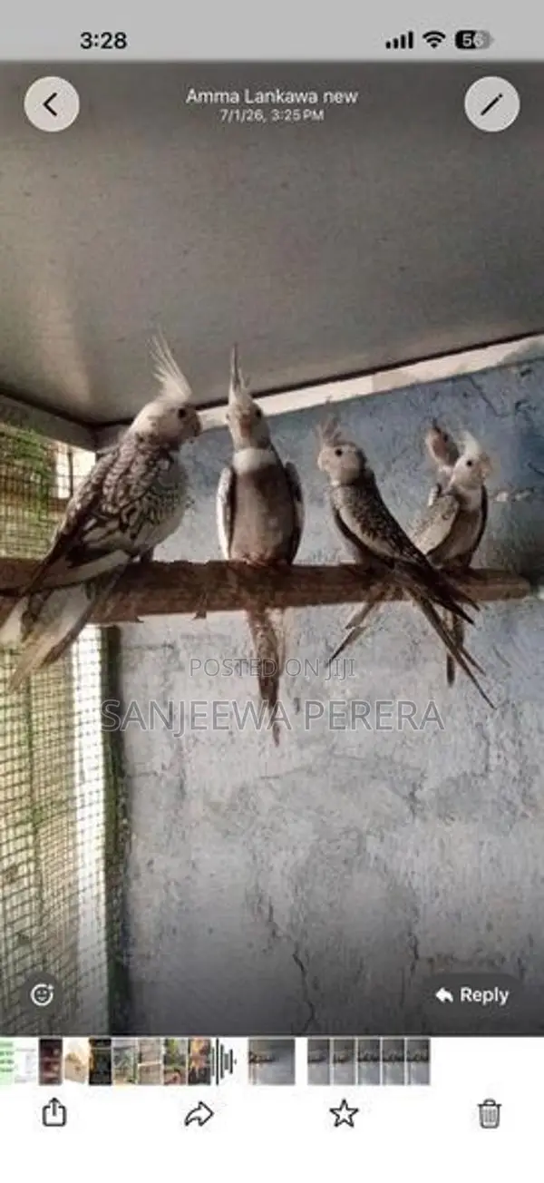 Cockatiel Bird