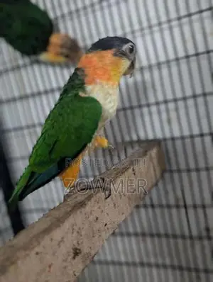 Black-Capped Caique Bird