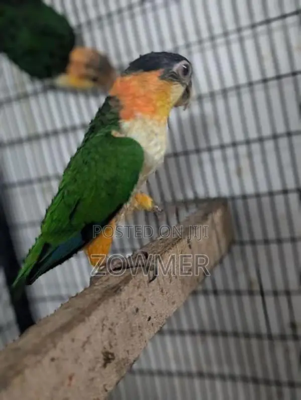 Black-Capped Caique Bird