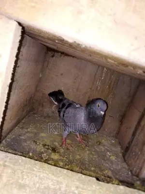 Pigeons