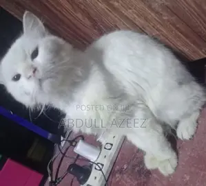 Persian Cat