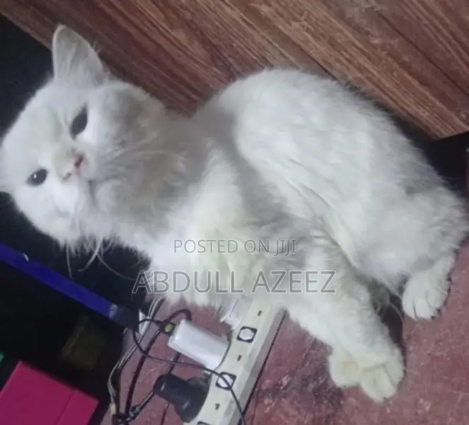 Persian Cat