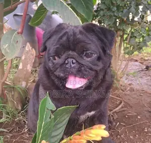 Pug Female Dog