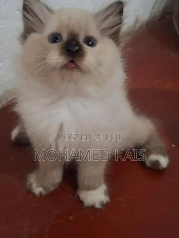 Persian Kittens
