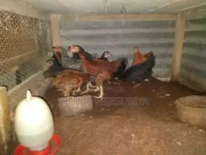 ගම් කුකුළන්
