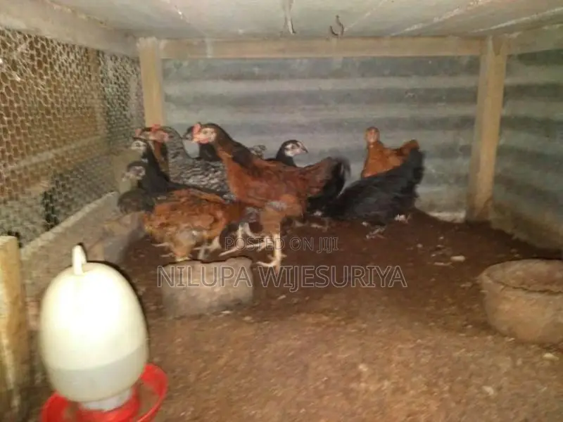 ගම් කුකුළන්