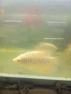 Gura Fish