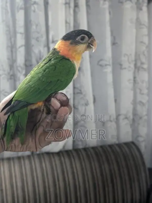 Black-Capped Caique Bird