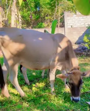 Jersey Cow