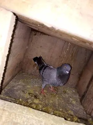 Pigeons