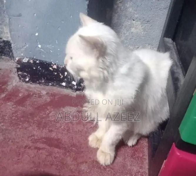Persian Cat