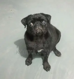 Pug Female Dog