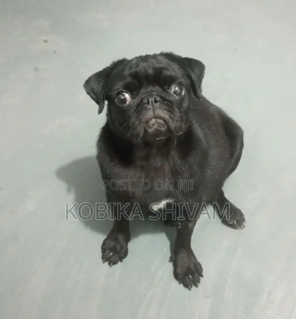Pug Female Dog