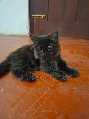 Persian Kittens