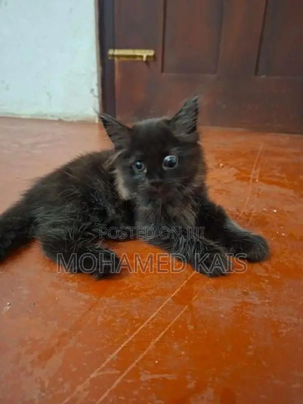 Persian Kittens