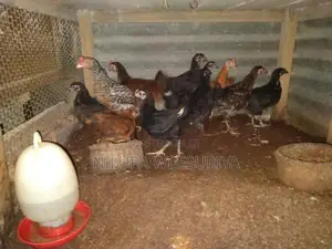 ගම් කුකුළන්