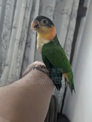 Black-Capped Caique Bird
