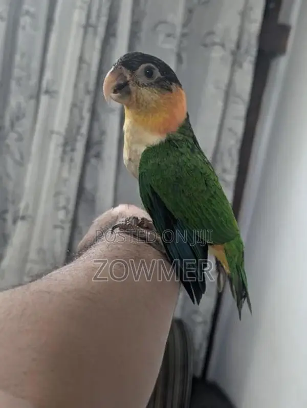 Black-Capped Caique Bird