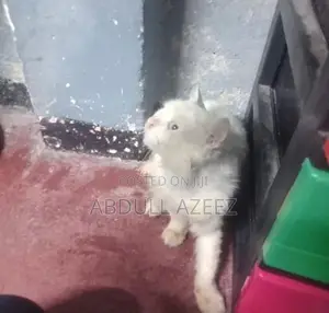 Persian Cat