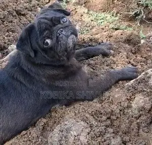 Pug Female Dog