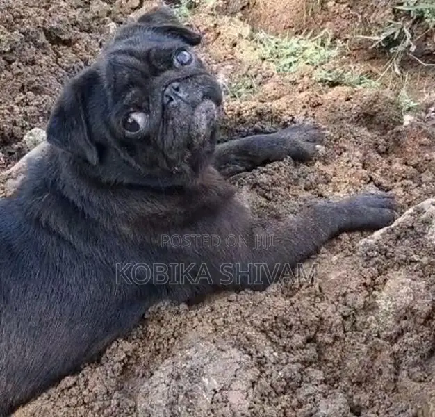 Pug Female Dog