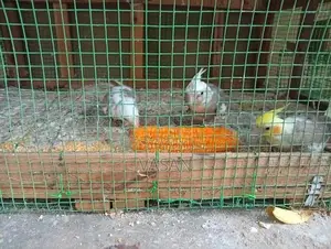 Cocktail Bird