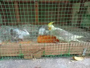 Cocktail Bird