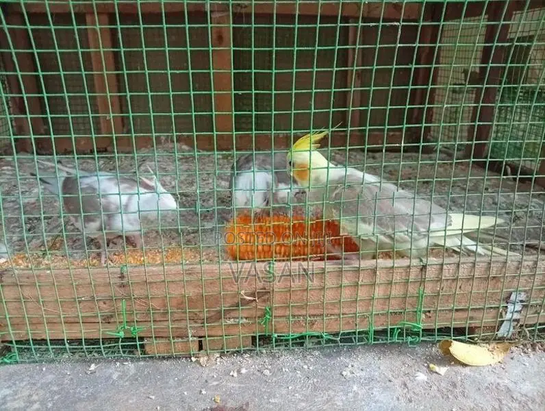 Cocktail Bird