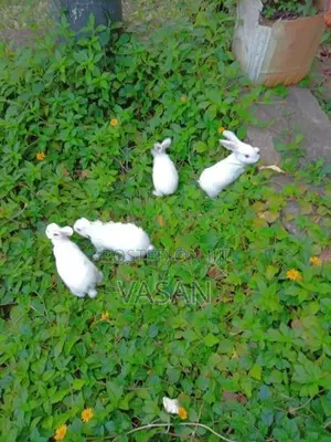 4 rabbit